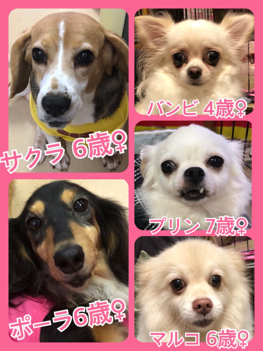 🐾今日の里親様募集中ワンコ🐶メンバーです🐾2019,10,19